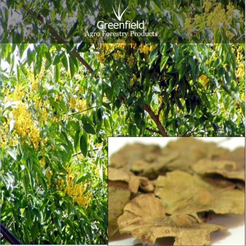 Bija tree seeds ( pterocarpus marsupium )